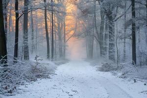 en vinterlig landskap med en skog väg. . foto