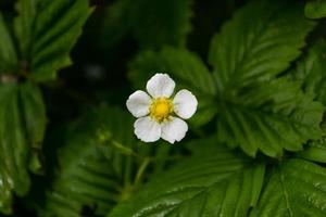 blommande jordgubbar. vy från ovan. foto