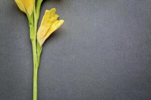 gladiola blomma abstrakt foto
