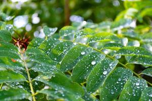 gröna akaciablad täckta med regndroppar tidigt på morgonen.