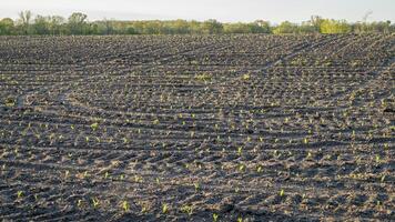 springtime soluppgång över majs fält med groende växter i en central missouri foto