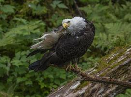 bald eagle vid anan creek, alaska foto