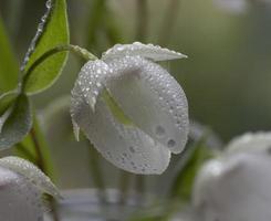 älva lykta vildblomma foto