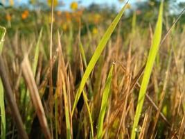 risfält, närbild gult risfrö mogna och gröna blad och grumligt på naturbakgrund. foto