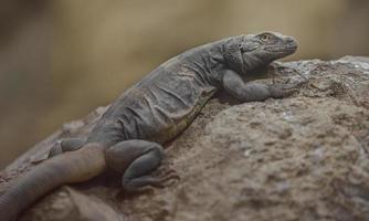 vanlig chuckwalla på sten foto