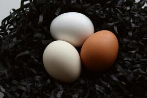 tre mång färgad ägg i en bo tillverkad med svart spån på vit närbild se foto
