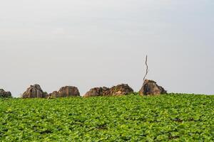 kål fält förbi kulle stammar i en berg på mae taeng distrikt, chiang mai provins, thailand. Plats för text foto