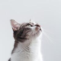 ai genererad närbild Foto av en katt ser upp, mot på en vit bakgrund. genererad förbi artificiell intelligens.