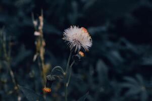 crassocephalum crepidioider är en vit vild blomma foto