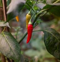 mogen röd chili, redo till vara UPPTAGITS foto