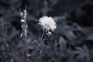 crassocephalum crepidioider är en vit vild blomma foto