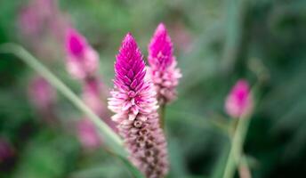 lila röd blommor blomning foto