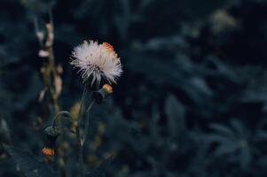 crassocephalum crepidioider är en vit vild blomma foto