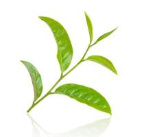 grönt teblad isolerad på vit bakgrund foto