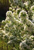 vår bakgrund. blomma av päron frukt. en träd med vit blommor den där säger vår på Det. foto