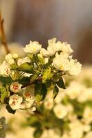 vår bakgrund. blomma av päron frukt. en träd med vit blommor den där säger vår på Det. foto