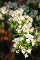 vår bakgrund. blomma av päron frukt. en träd med vit blommor den där säger vår på Det. foto