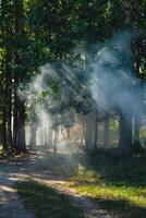 skön rök dimma i träd skog. solstrålar genom morgon- dis. magisk dimmig skog eller parkera. djup skuggor från solljus foto