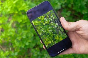 hand av jordbrukare fotografering persilja skörda i trädgård med smartphone. uppkopplad försäljning genom social media lokalt vuxen organisk grönsaker från växthus. smart jordbruk teknologi begrepp foto
