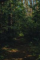 väg godkänd genom skrämmande mystisk mörk grön skog med grön ljus i höst. natur dimmig landskap. spår genom mystisk mörk gammal skog. magisk atmosfär foto