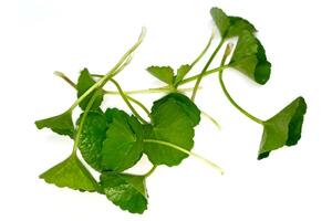 har dig kola närbild, asiatic pennywort, indisk pennywort, tackuni löv isolerat på vit bakgrund foto