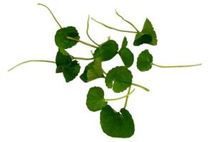 har dig kola närbild, asiatic pennywort, indisk pennywort, tackuni löv isolerat på vit bakgrund foto