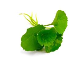 har dig kola närbild, asiatic pennywort, indisk pennywort, tackuni löv isolerat på vit bakgrund foto