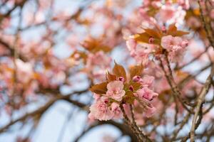 rosa körsbär blomma blommor på grenar på klar blå himmel. vår bakgrund foto