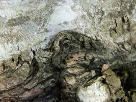 en makro Foto av de bark av en levande träd i de tropikerna visar en unik randig mönster