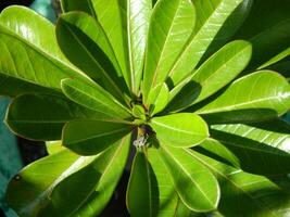 närbild Foto av grön växter växande vild i tropisk berg områden