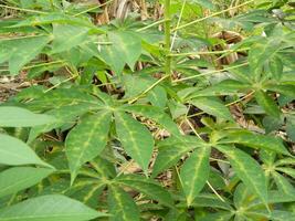 de stjälkar, stjälkar och löv av maniok med de latin namn manihot esculenta växa i tropisk områden foto