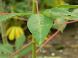 de stjälkar, stjälkar och löv av maniok med de latin namn manihot esculenta växa i tropisk områden foto