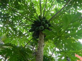 original- Foto av de löv av de papaya växt som har de latin namn carica papaya l som växer i tropisk områden