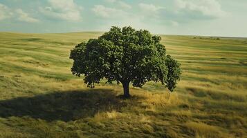 ensam grön ek träd i de fält foto