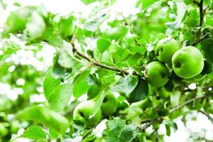 unga gröna äpplen i ett träd foto