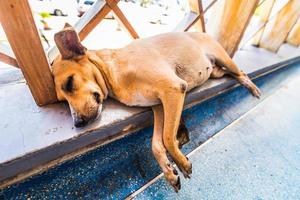 hemlös trött liten hund som ligger och sover på karibiska flygplatsen. foto