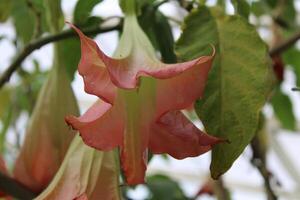 rosa trumpet buske i full blomma foto