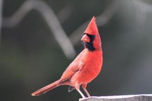 ljus röd manlig kardinal ut i natur foto