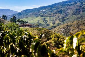 de skön kaffe kulturell landskap av colombia deklarerade som en värld arv webbplats i 2011 foto