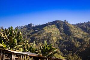 bergen och plantager i pacora i de caldas område av colombia. foto