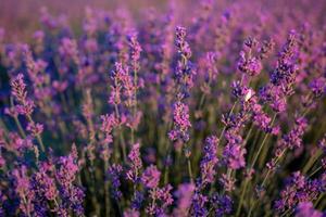 lavendel- blomma fält närbild på solnedgång, färsk lila aromatisk blommor för naturlig bakgrund. design mall för livsstil illustration. violett lavendel- fält i provence, Frankrike. foto