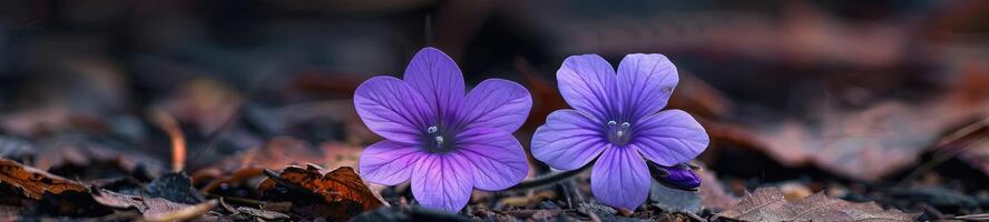 mycket liten lila golv blommor närbild foto