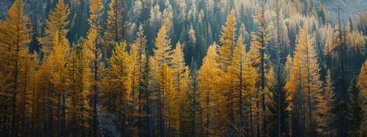 skog landskap i höst färger foto