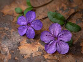 mycket liten lila golv blommor närbild foto