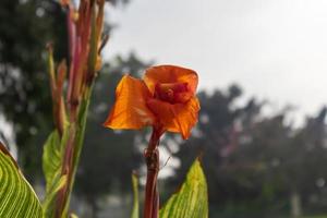 orange vallmo blomma i skogen foto