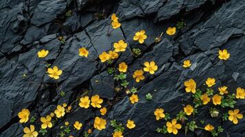 överflöd av små gul blommor på mörk sten bakgrund foto