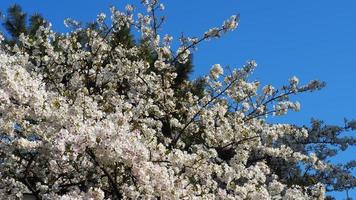 vita körsbärsblommor. sakura träd full blom i meguro ward tokyo japan foto