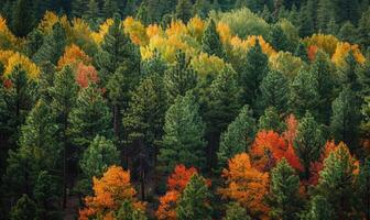 de vibrerande färger av höst lövverk kontrasterande med de djup grön av tall träd i en skog, höst skog bakgrund foto