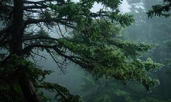 en ceder träd stående lång i en dimmig skog, vinkel se foto