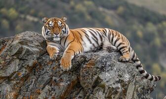 sibirisk tiger slappa kungligt på en klippig häll foto